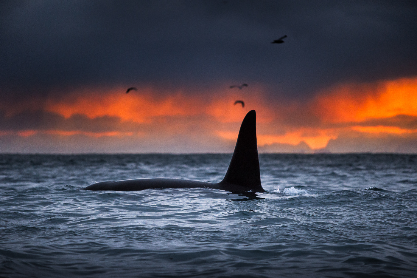 Orcas Norway