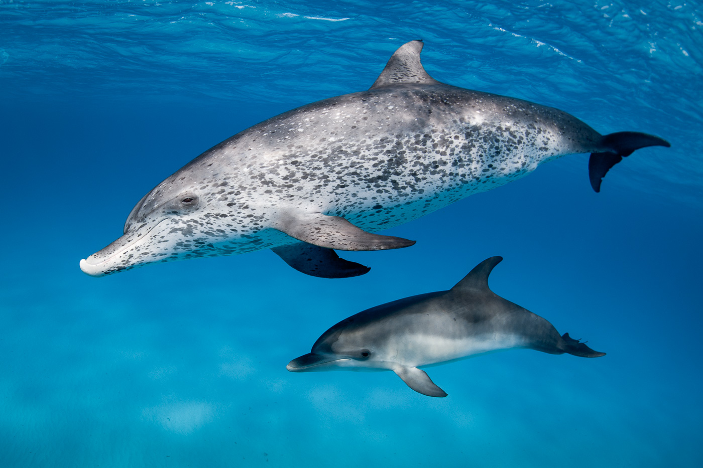 atlantic spotted dolphins swim underwater clear water