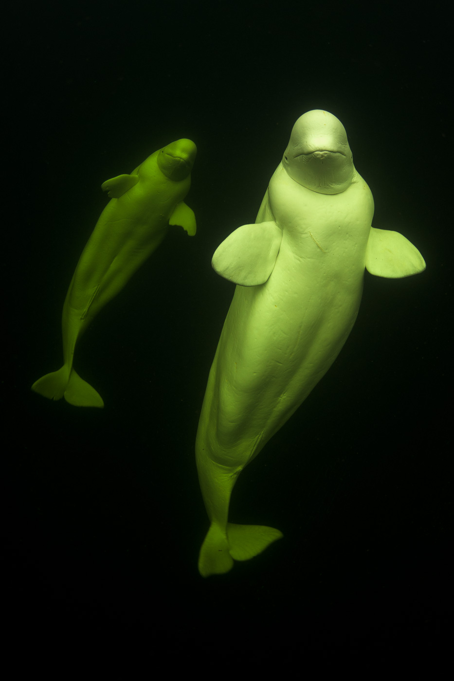belugas swim white sea