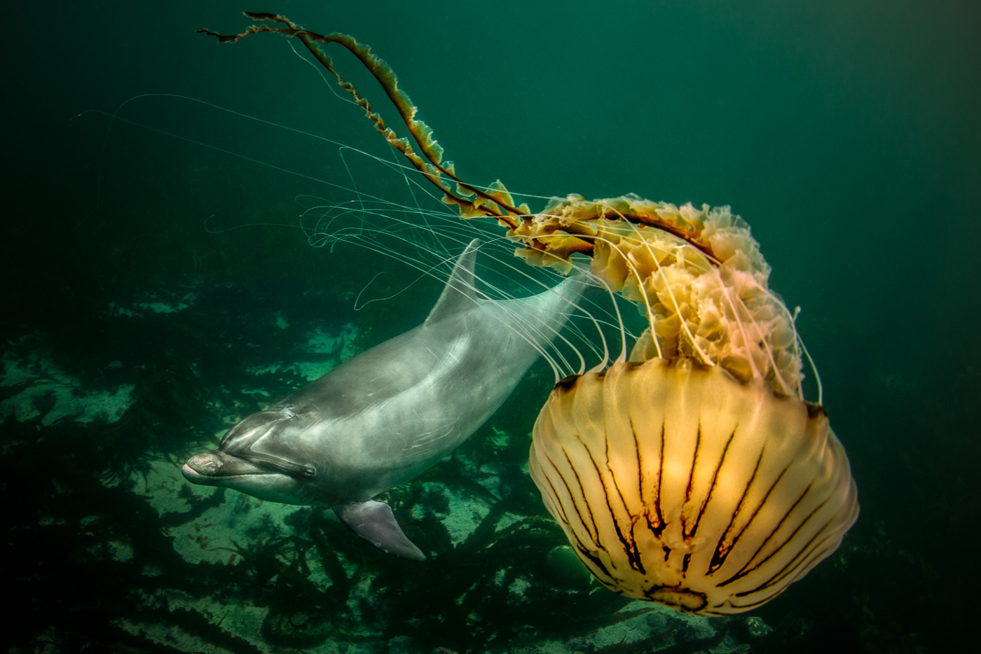 bottlenose dolphin and compass jellyfish