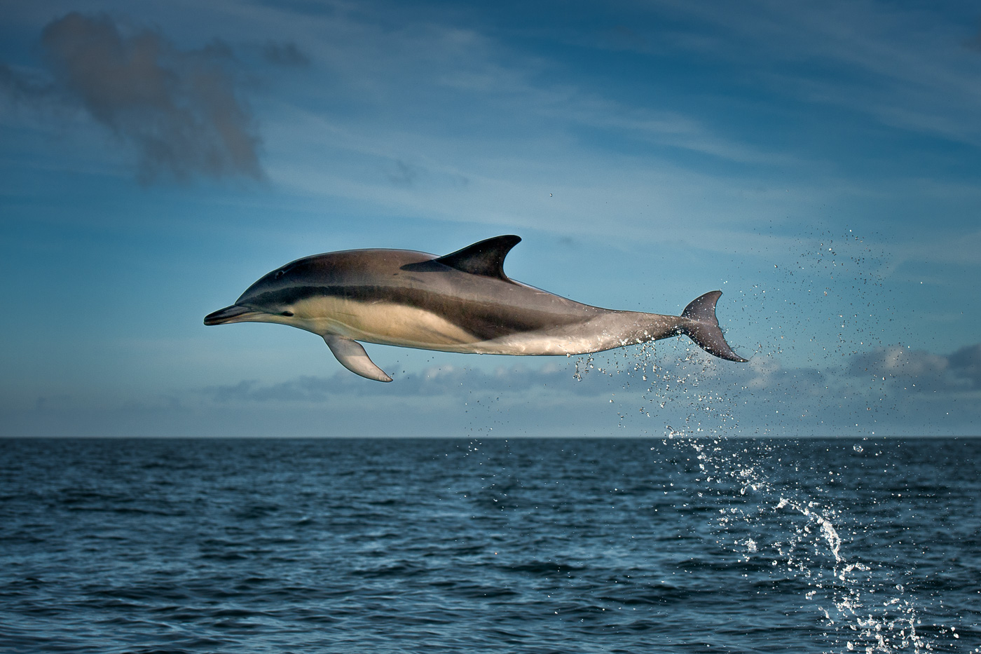 common dolphin jumping ireland