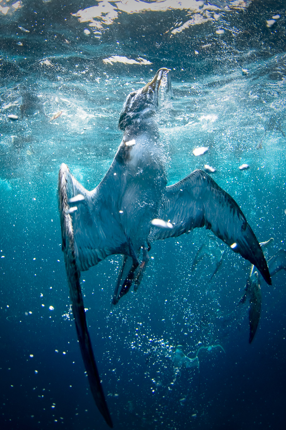 cory’s shearwater underwater azores