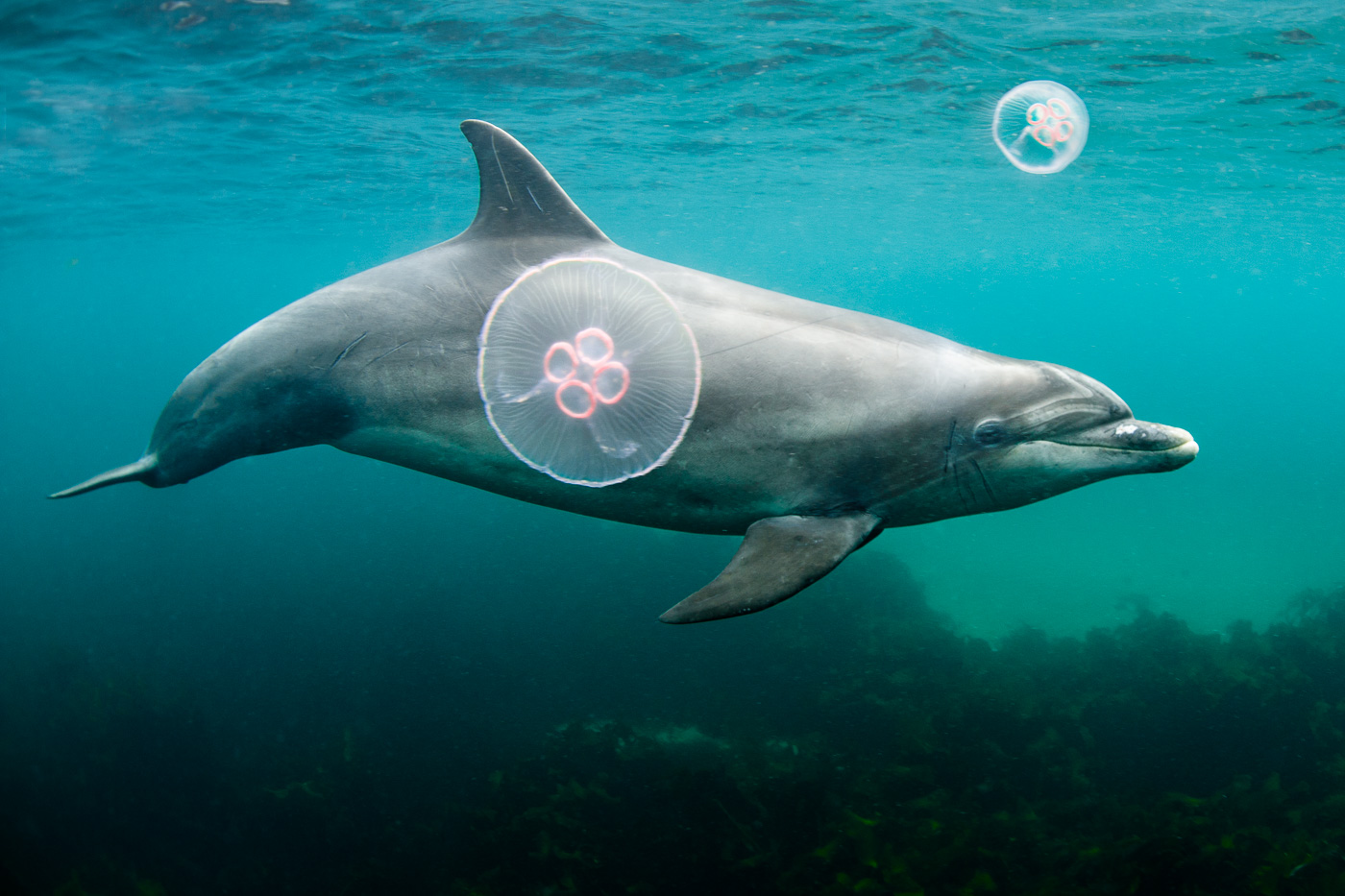 dolphin decorated by jellyfish