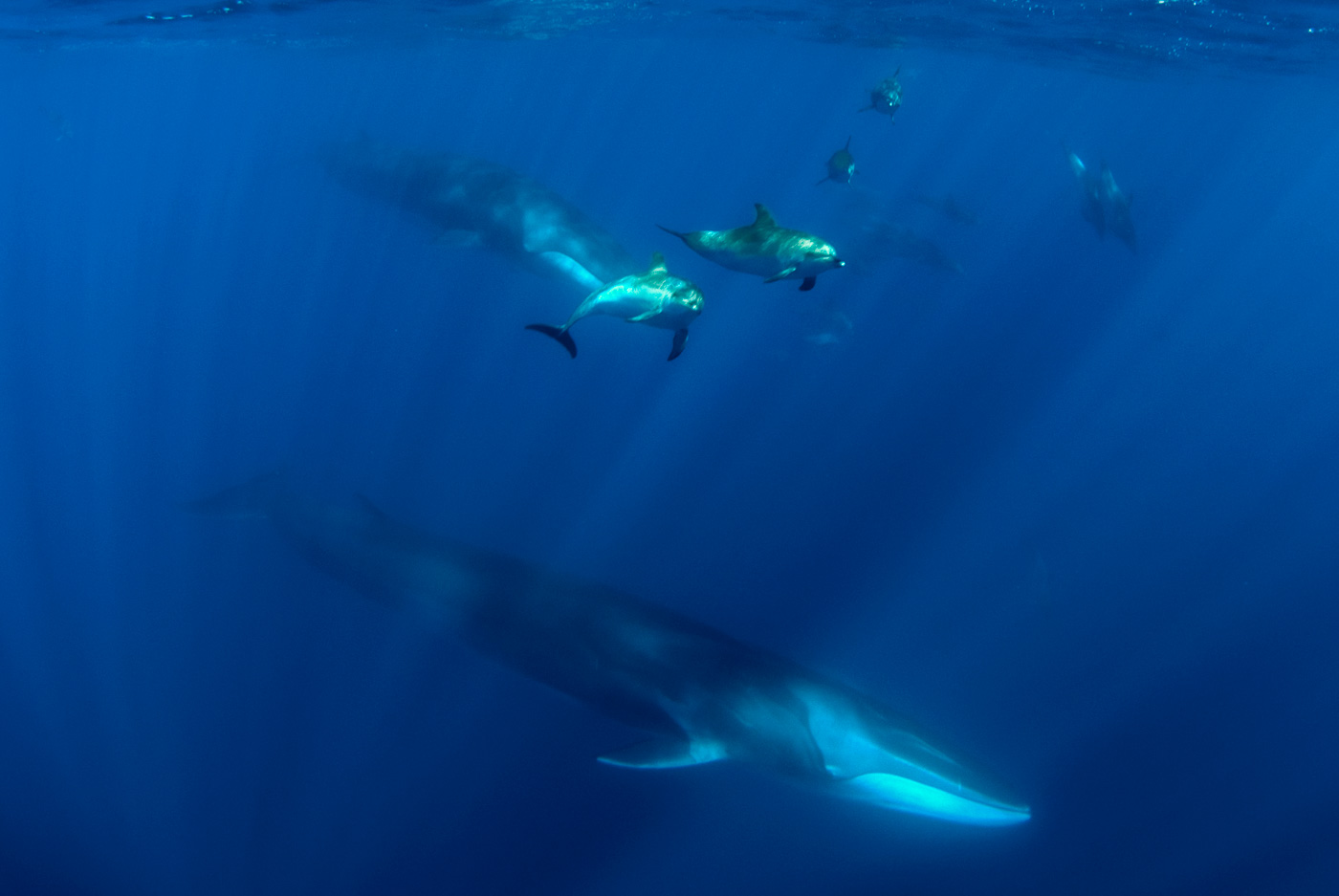 fin whale underwater with spotted dolphins azores