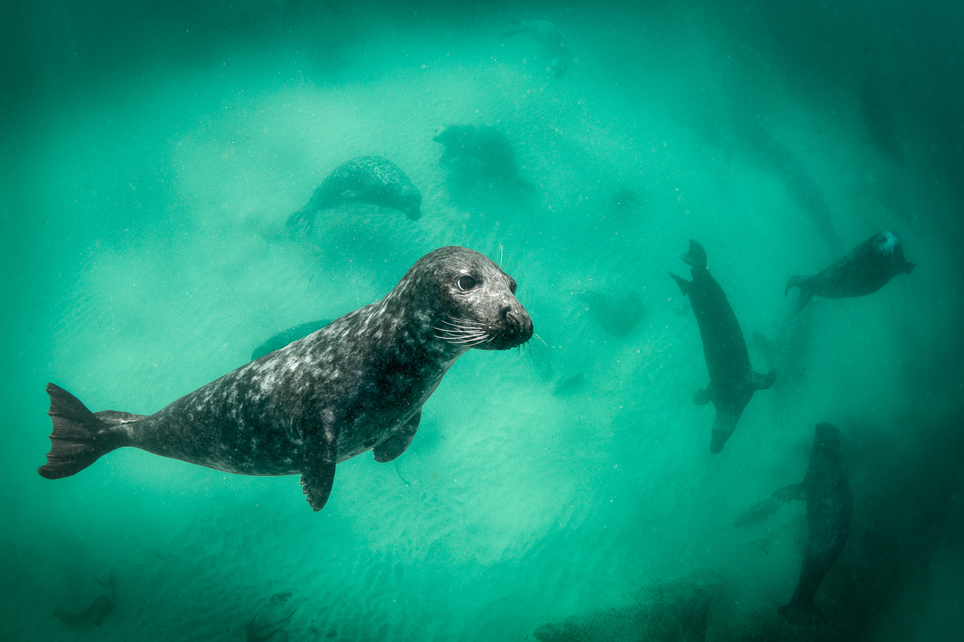 grey seal underwater ireland