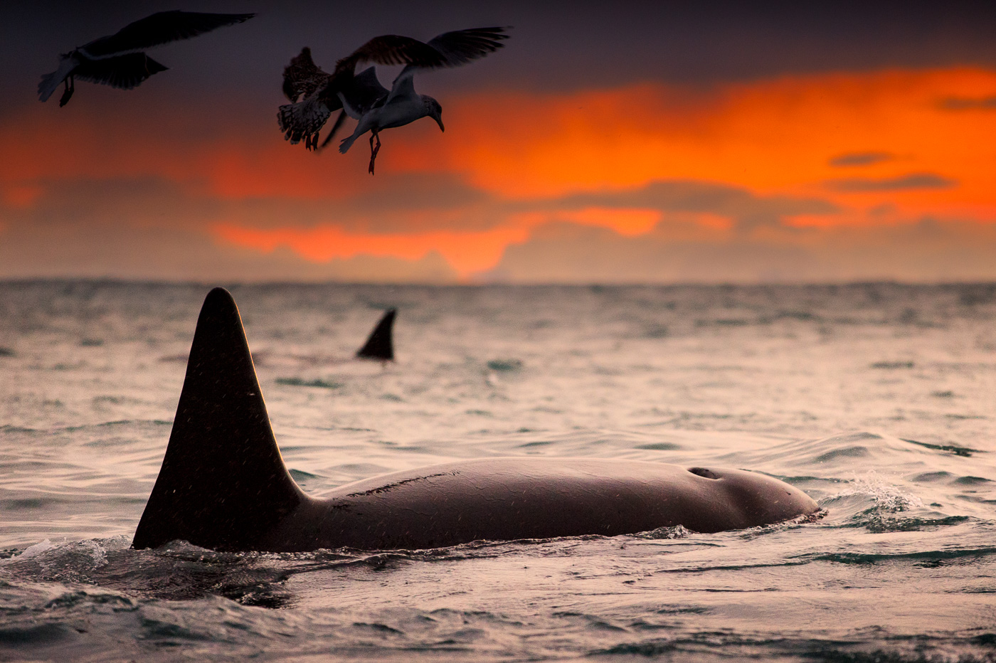 killer whale orca female andenes norway