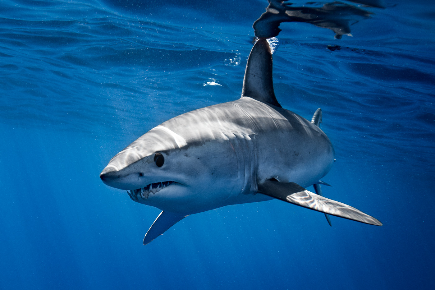 mako shark azores