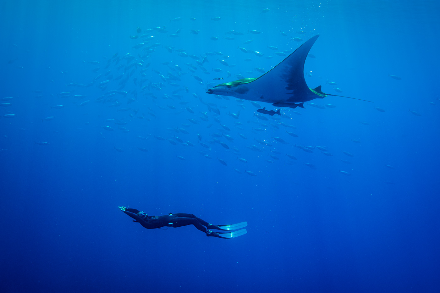 mobula ray and free diver in blue azores