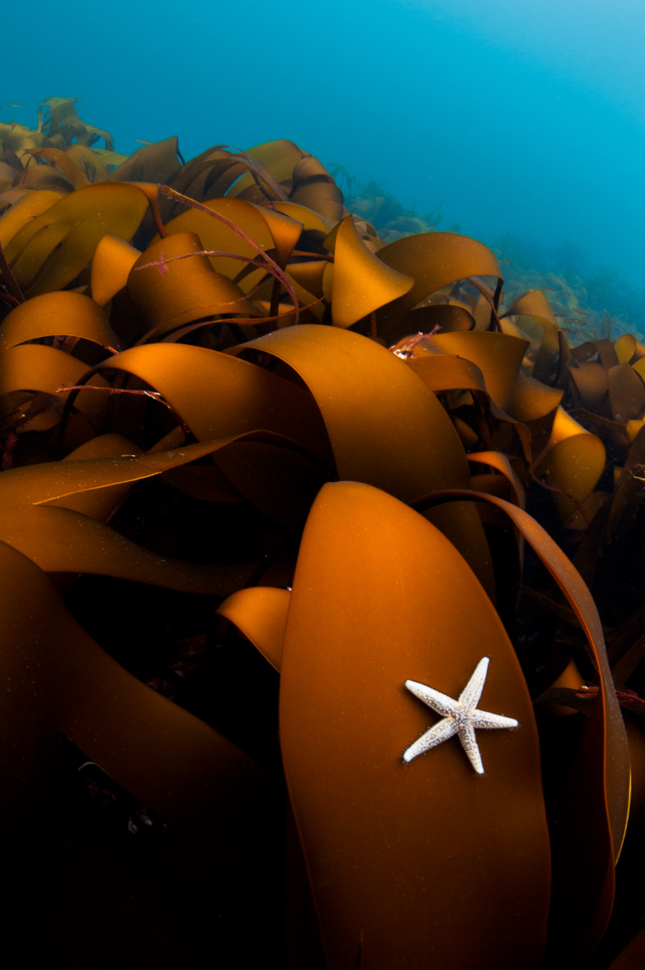 seaweed starfish ireland