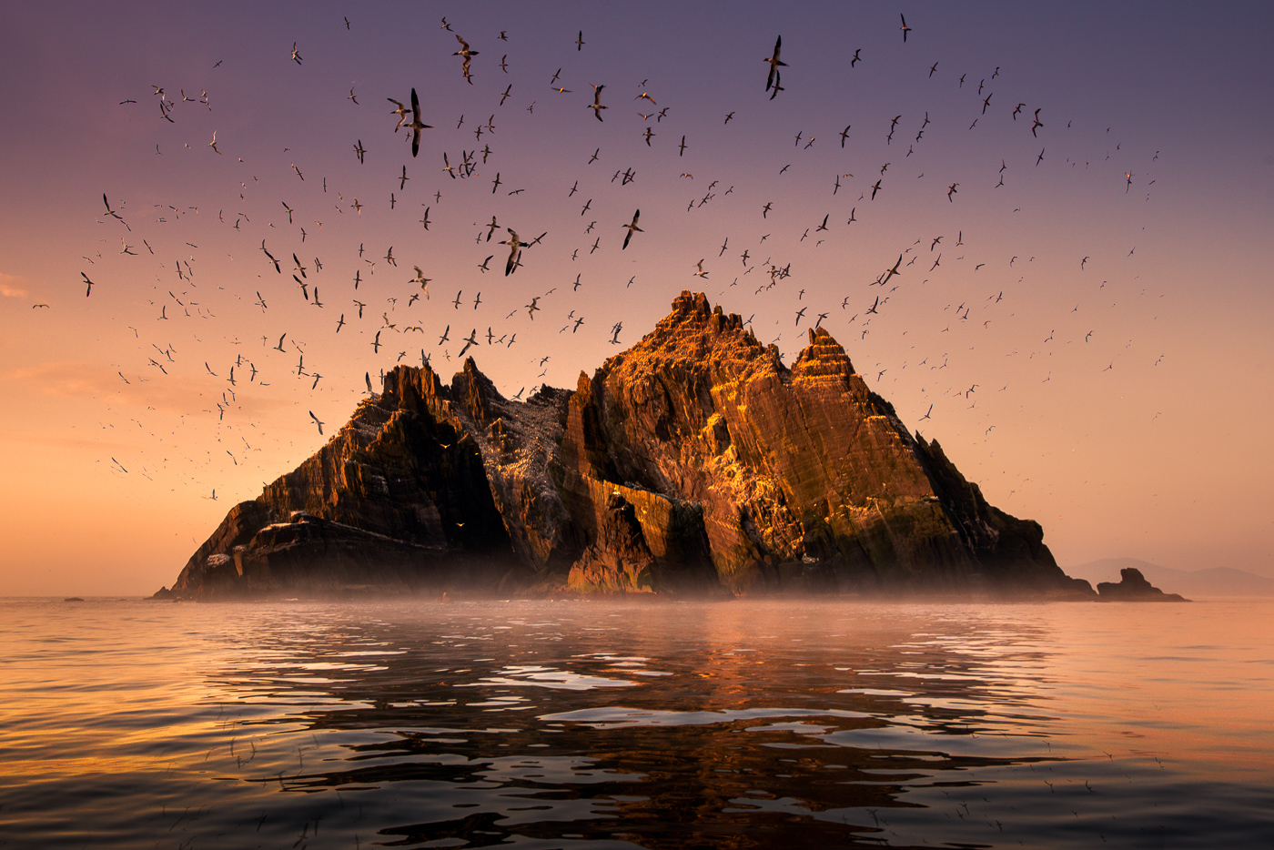 skellig rock gannet colony