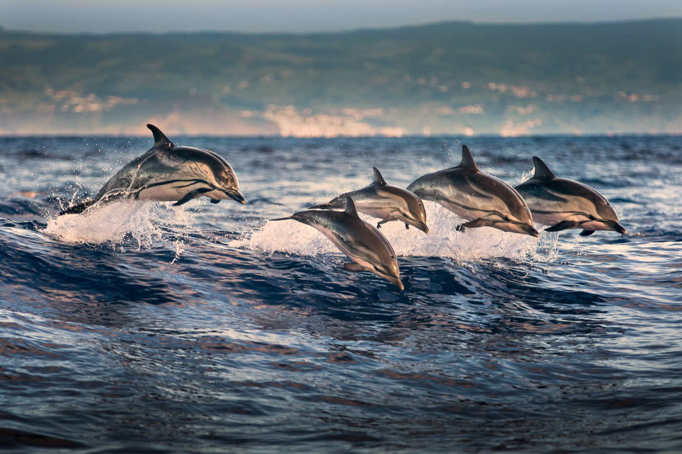 striped dolphins jumping synchronize azores