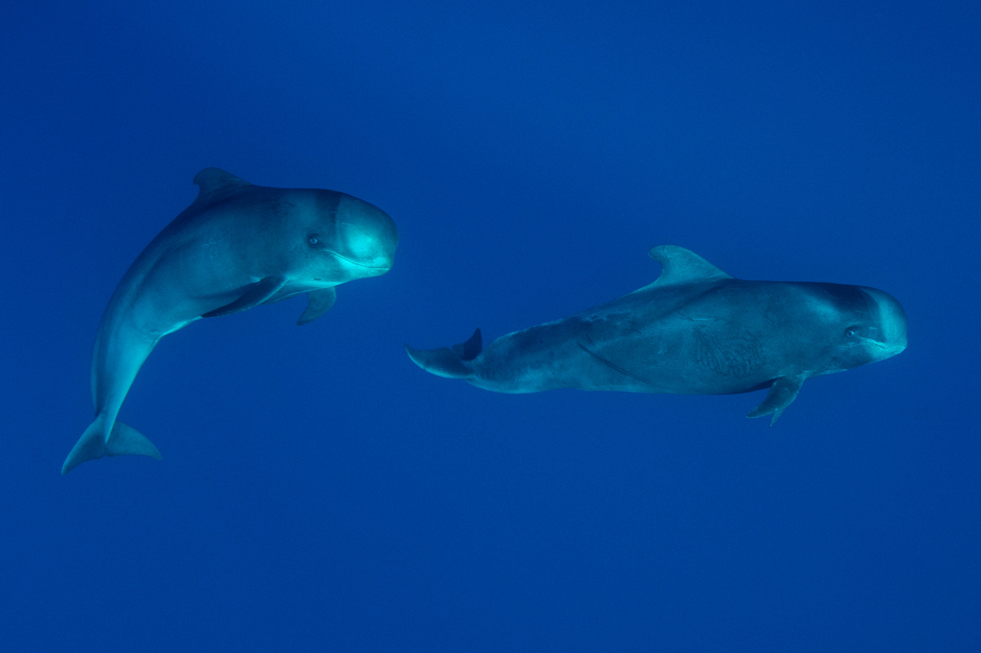 two baby pilot whales azores
