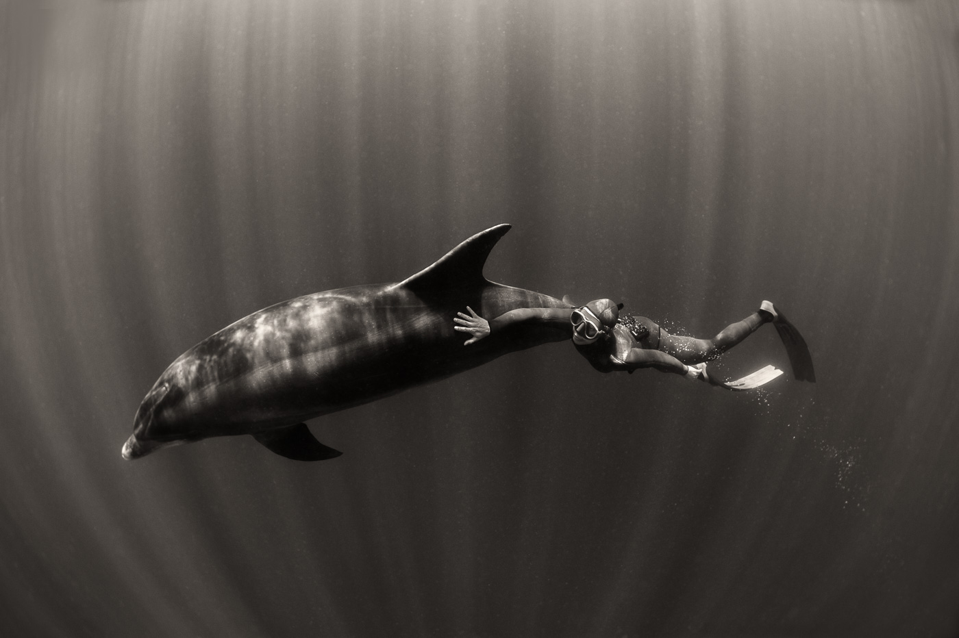 freediver and dolphin black and white