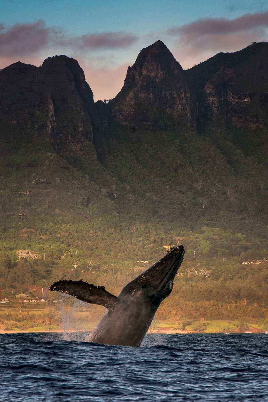 humpback whale breach with mountains in the background hawaii