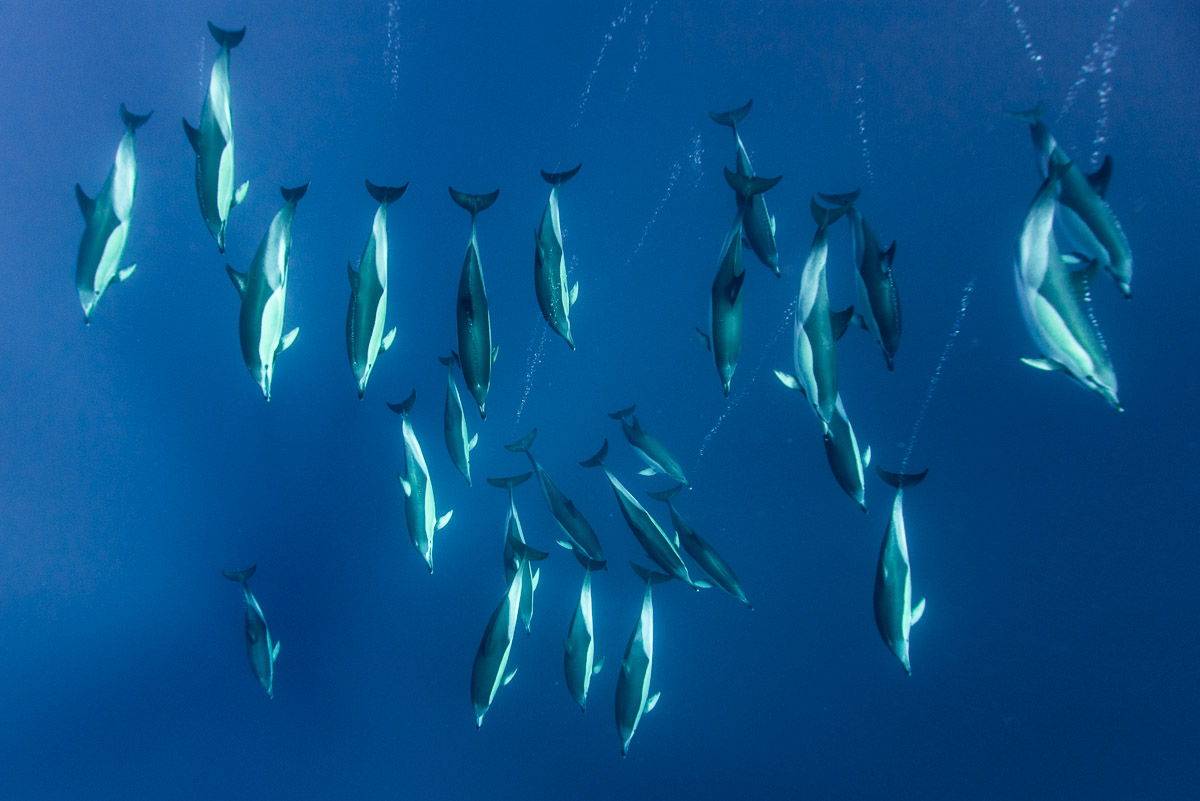large pod of common dolphins underwater