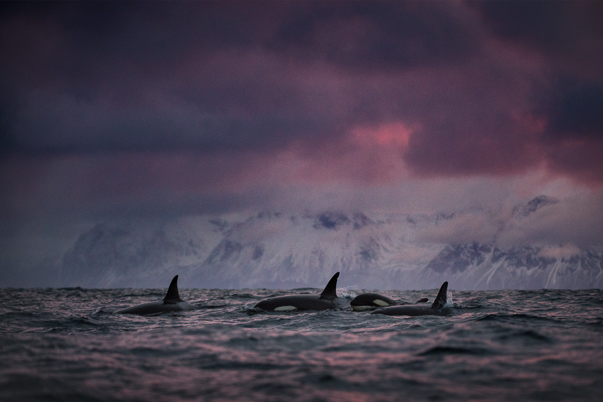 pod of orcas amazing sunset clouds norway