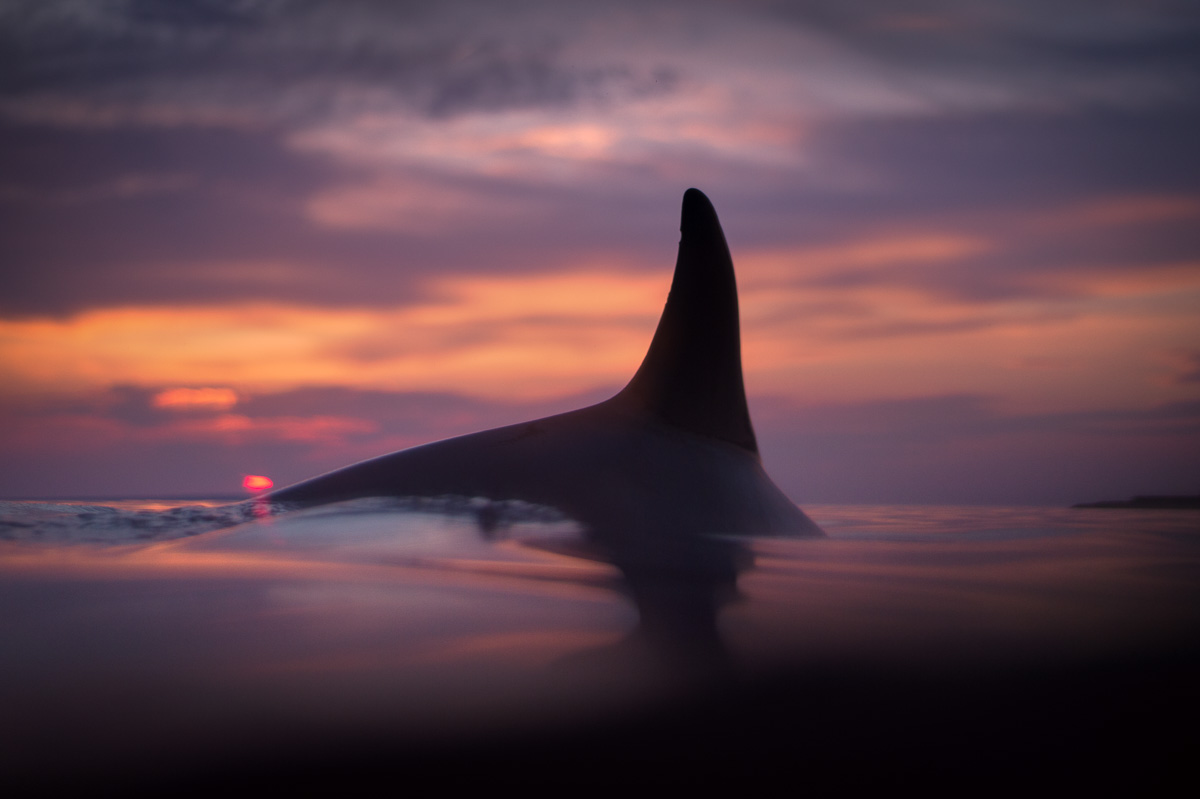 dolphin_dorsal_fin_sunset