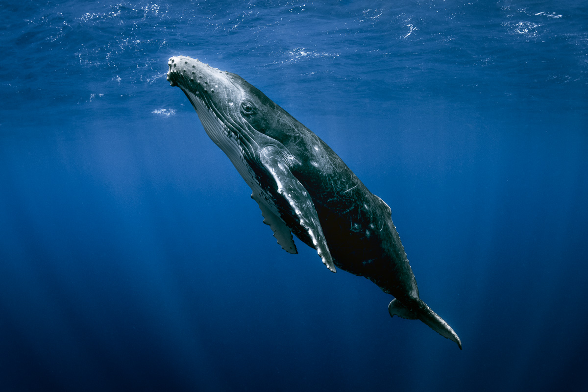 humpback whale calf in crystal clear water eye contact tonga