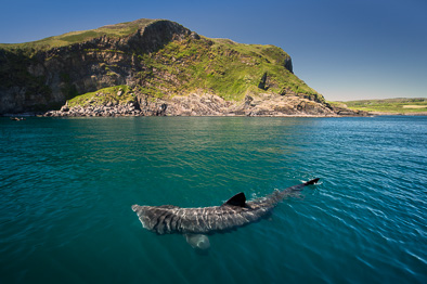 basking shark Ireland