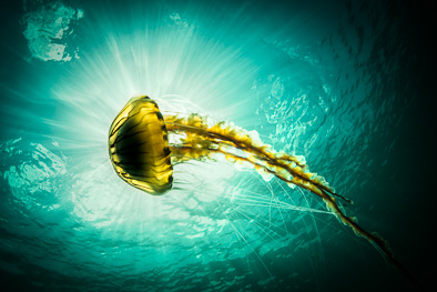 compass jellyfish backlit sun Ireland