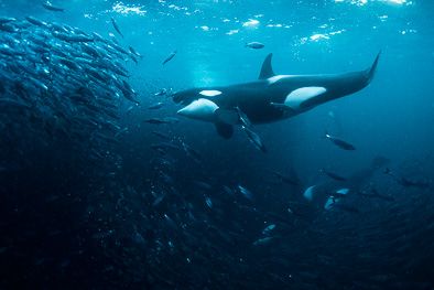 orca killer whale attack herring fish arctic underwater Norway