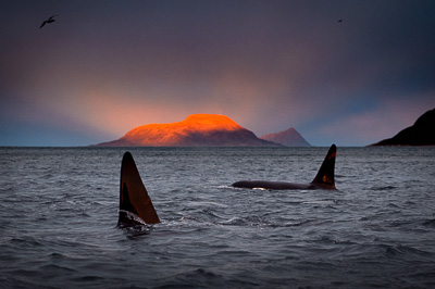 killer whale orcas dorsal fin in arctic light