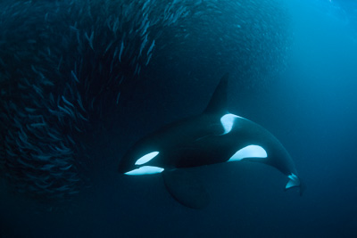 orca killer whale hunt technique bait ball atlantic underwater