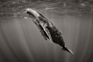 humpback whale in black and white