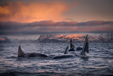 Orcas at arctic sunrise sunset Norway