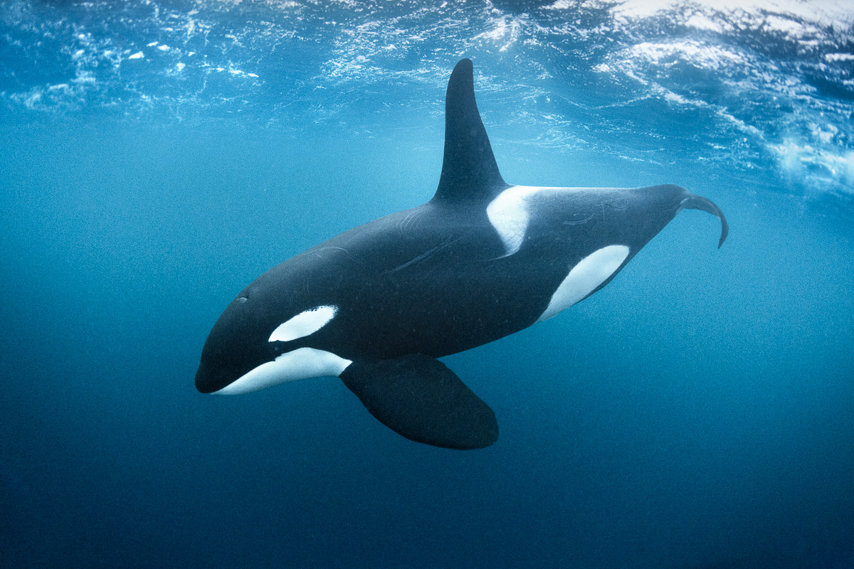 best orca killer whale underwater photos