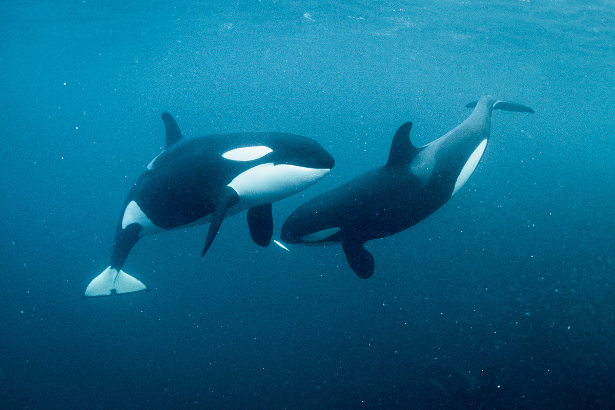 mother and baby calf killer whale teaching hunt