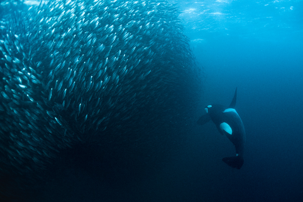 orca catching herring