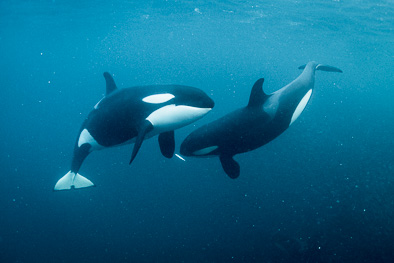 orca mother teaching baby calf hunt