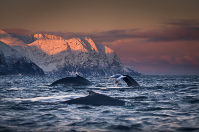 whales_arctic_sunset