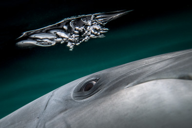 wondering dolphin eye underwater