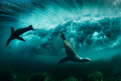 surfing_sealions_underwater