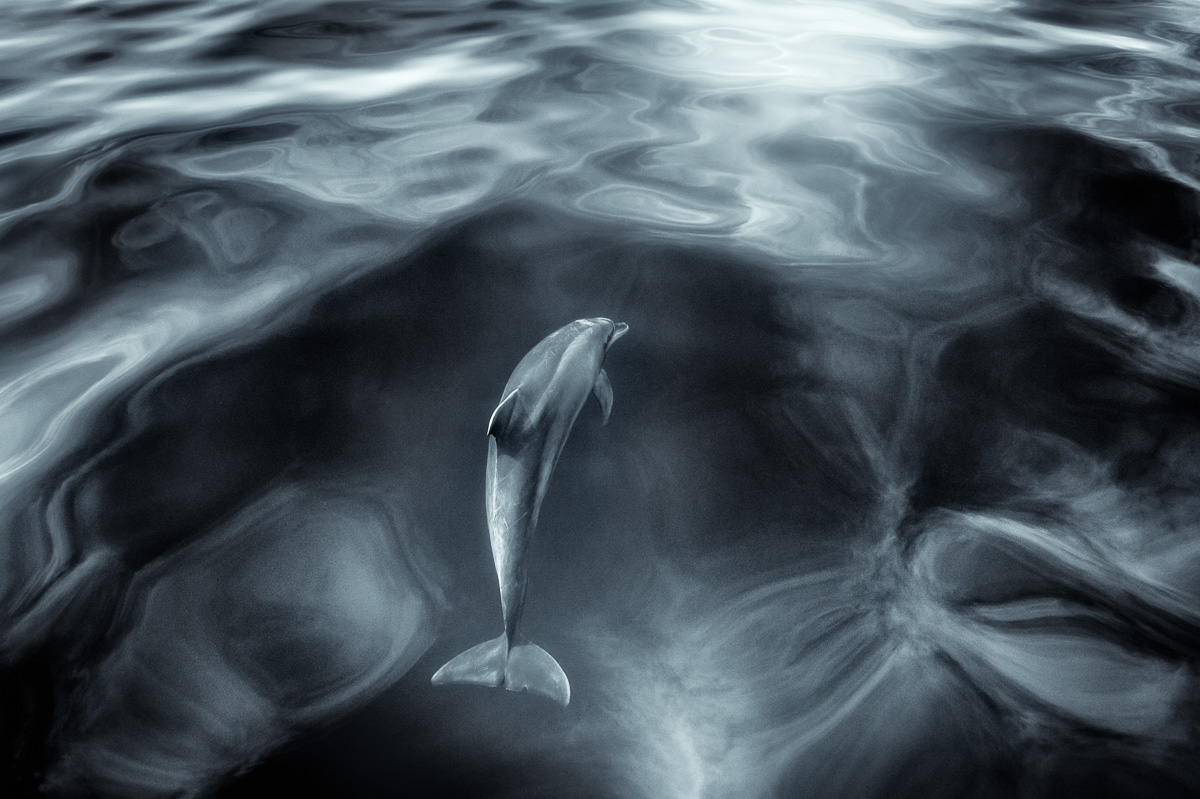 black and white art dolphin pictures