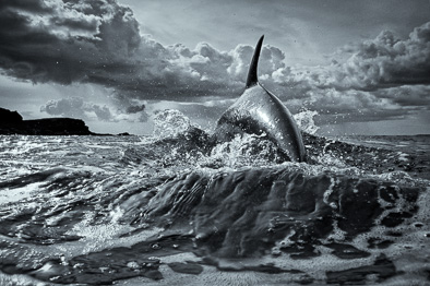dolphin art black and white print