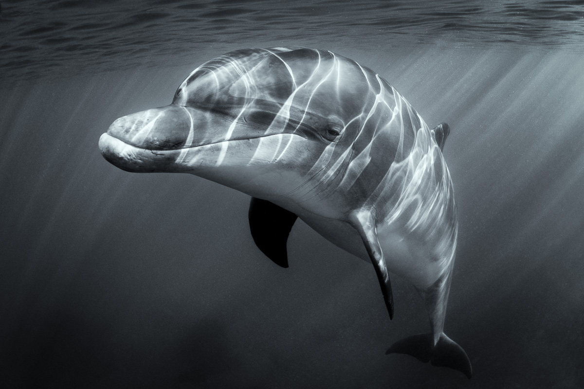 dusty dolphin solitary dolphin ireland