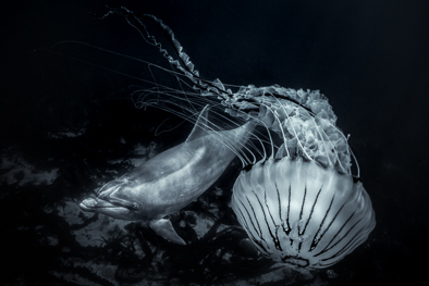 jellyfish and dolphin black and white art