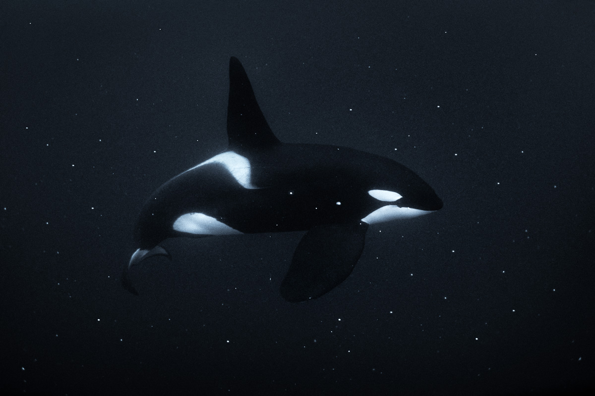 black_and_white_orca_killer_whale_art_photos