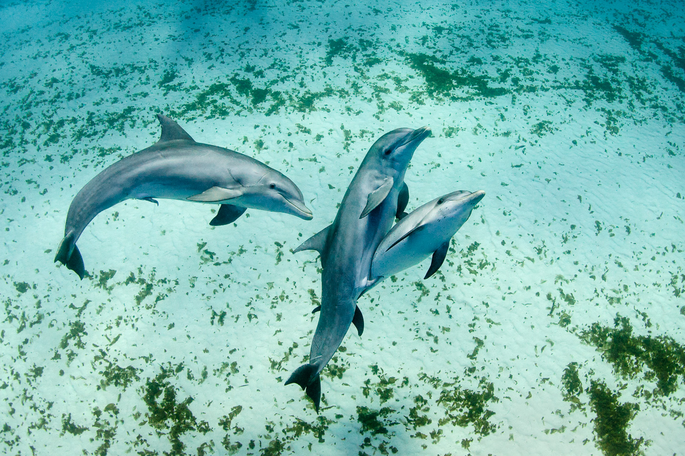 bottlenose_dolphin_having_sex_with_spotted_dolphin