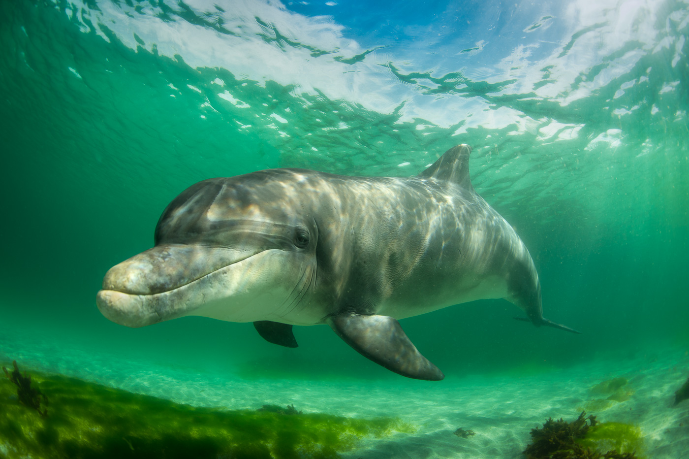 bottlenose_dolphin_underwater_ireland