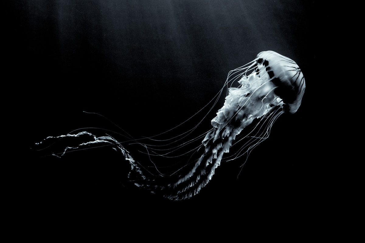 compass-jellyfish-black-and-white