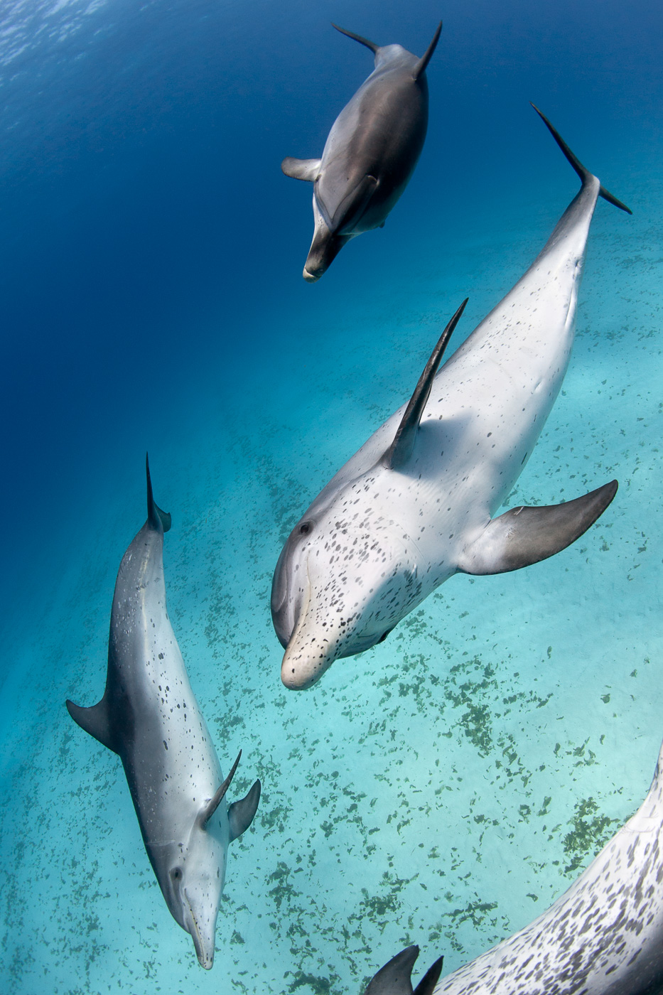 curious_dolphins_bahamas