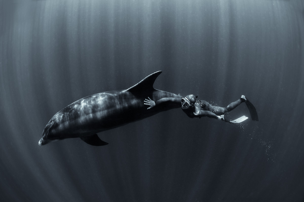 diving-with-dolphin-black-and-white