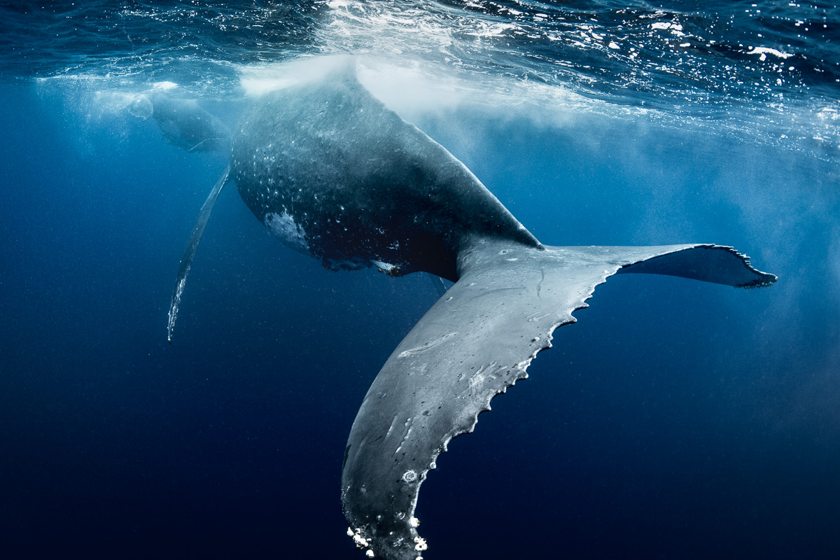 giant_whale_fluke_tail_underwater