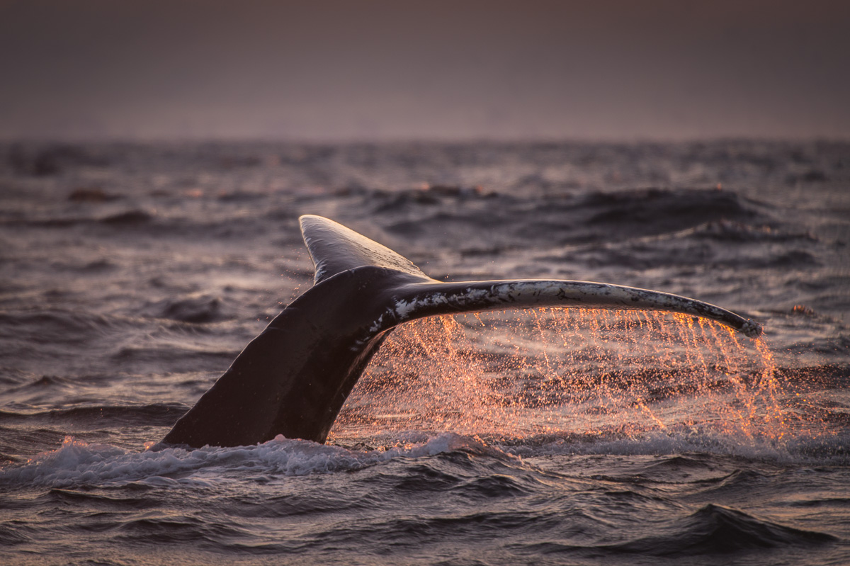 humpback_whale_fluke_sunset_norway