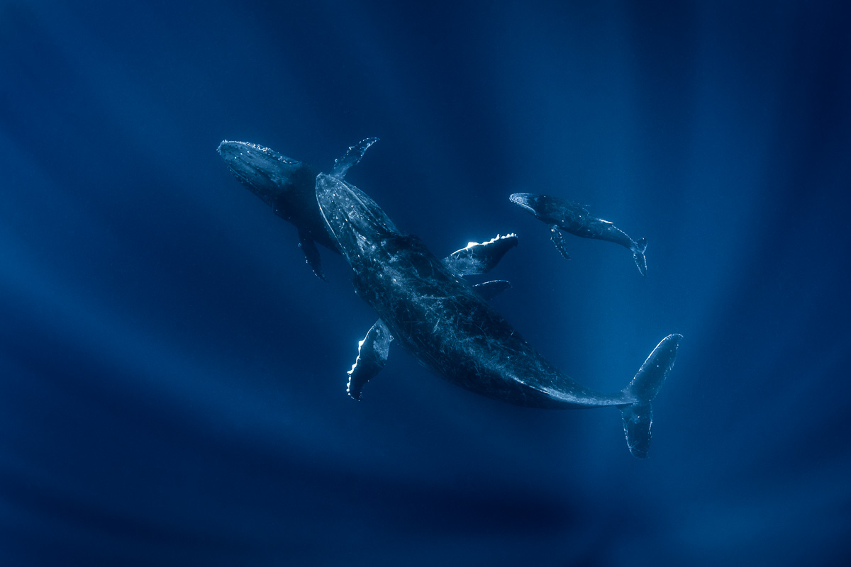 humpback_whale_sunrays_family_group_underwater