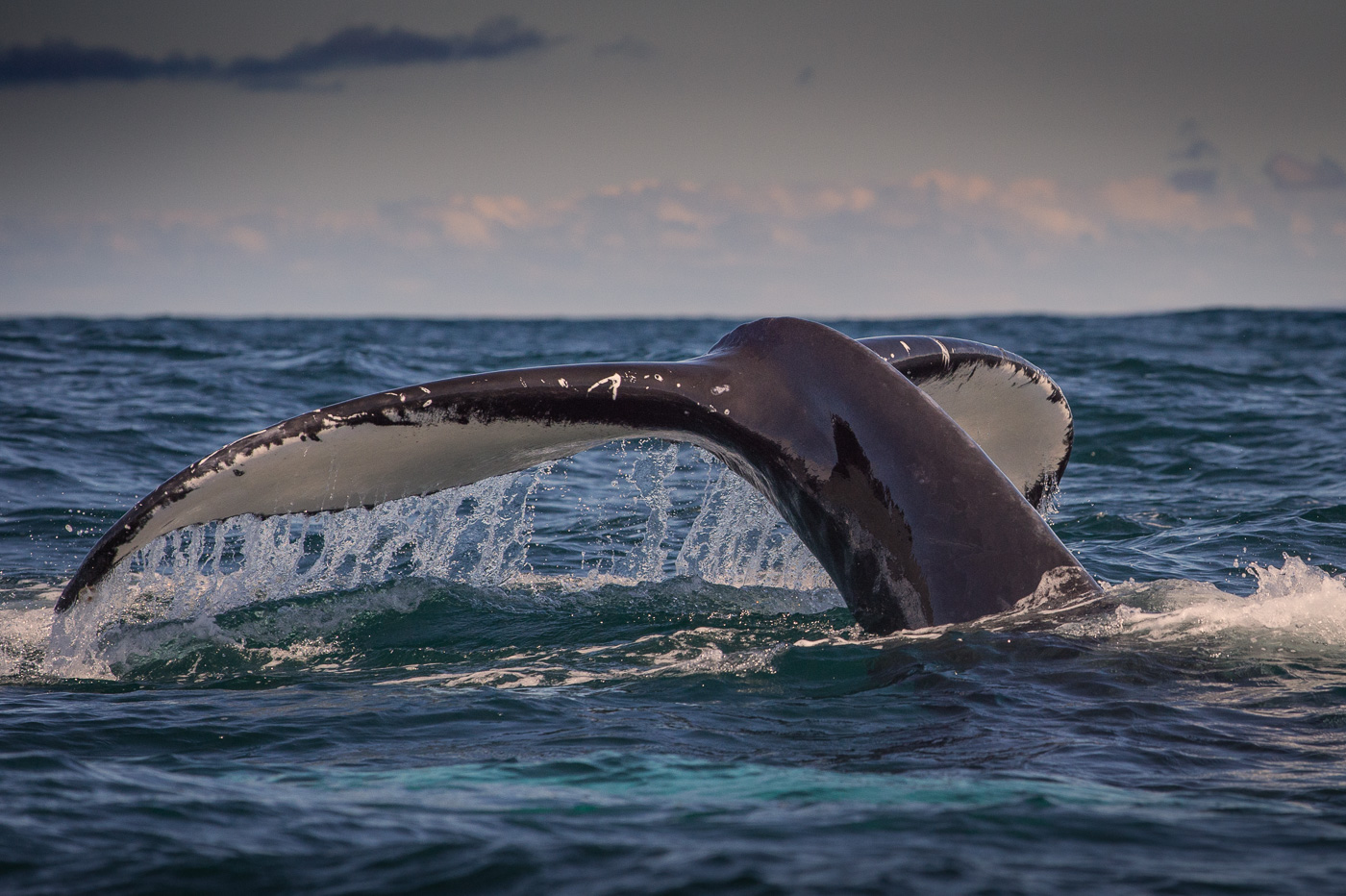 humpback_whale_tail_dingle